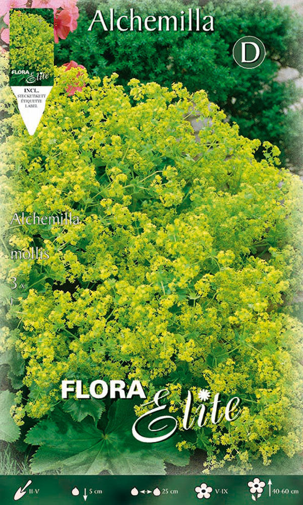 ALCHEMILLA MOLLIS (LOT DE 3 AMPOULES)