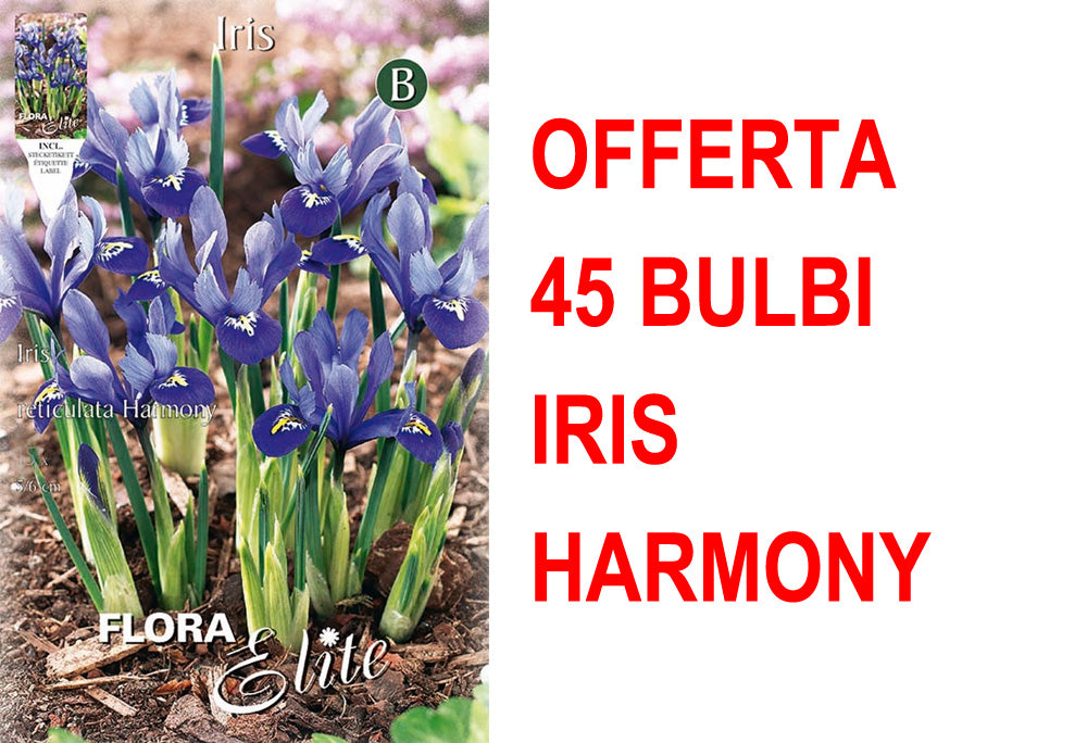 OFFERTA 45 BULBI IRIS RETICULATA HARMONY