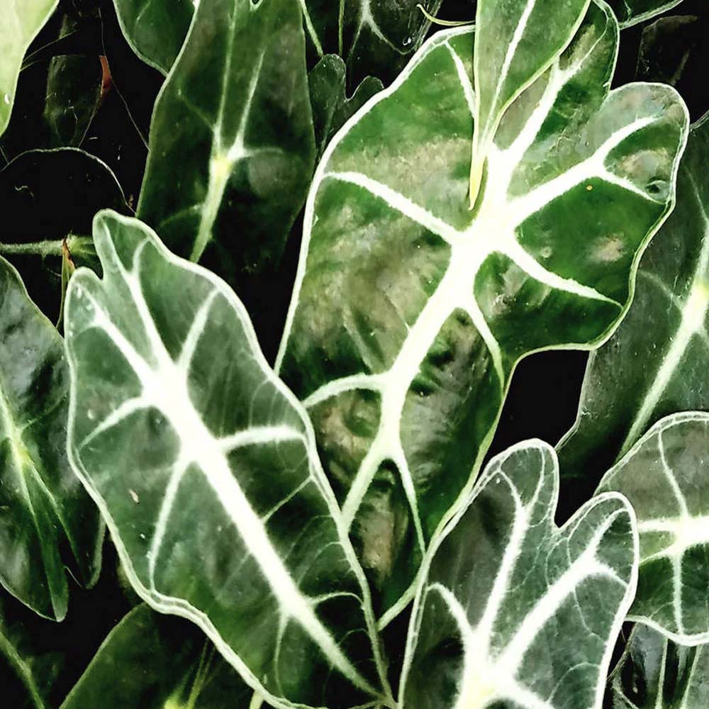 ALOCASIA DWARF IN VASO 10CM