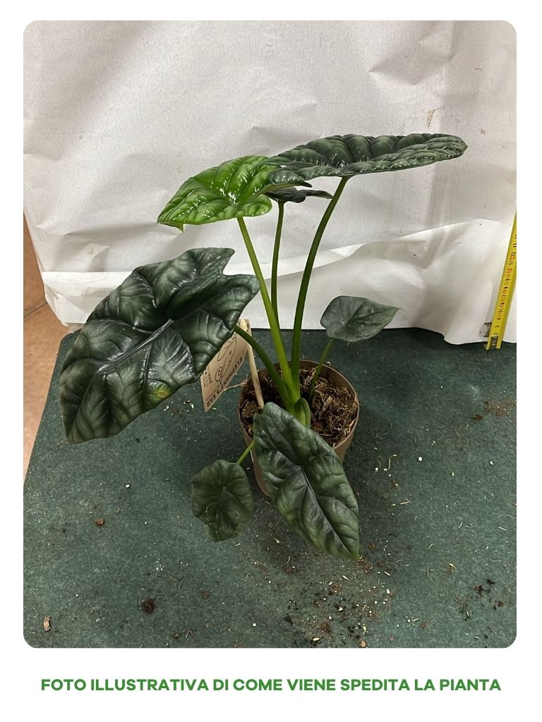 ALOCASIA DWARF IN VASO 10CM