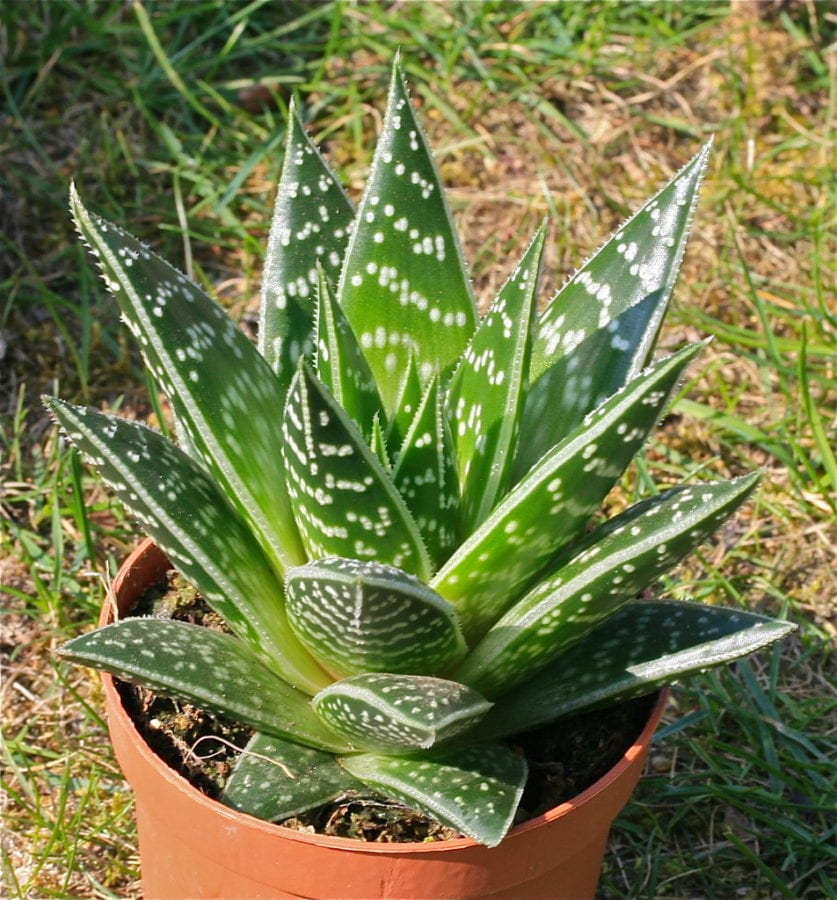 ALOE TIKI THAI IN VASO 12CM