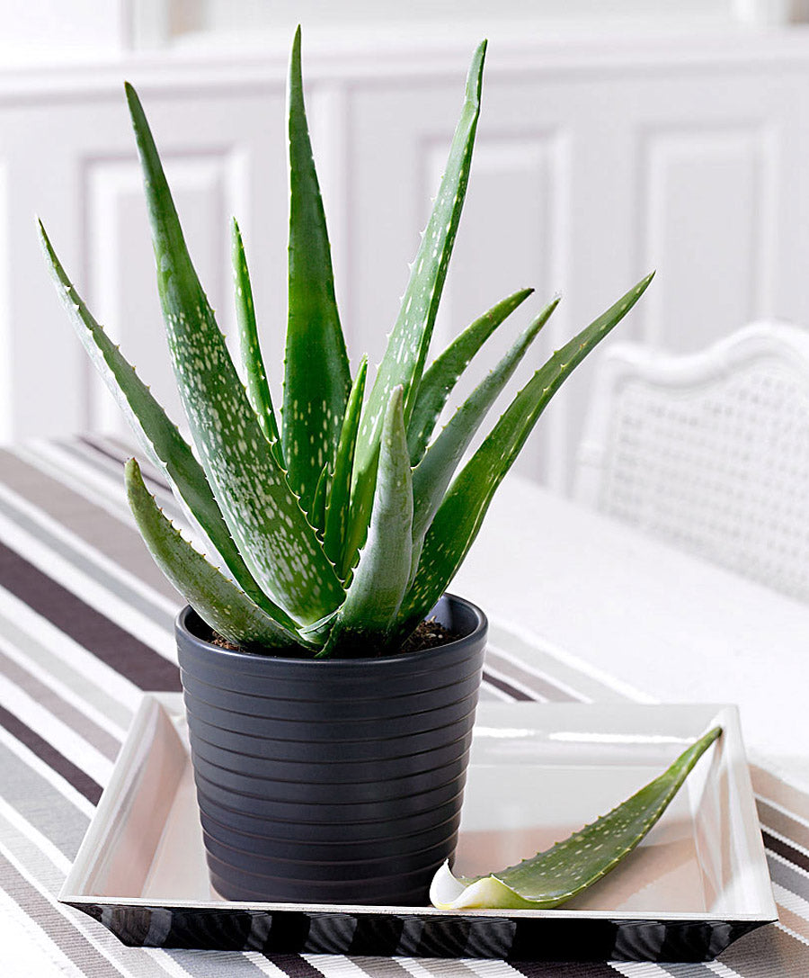 ALOE VERA IN VASO 12CM