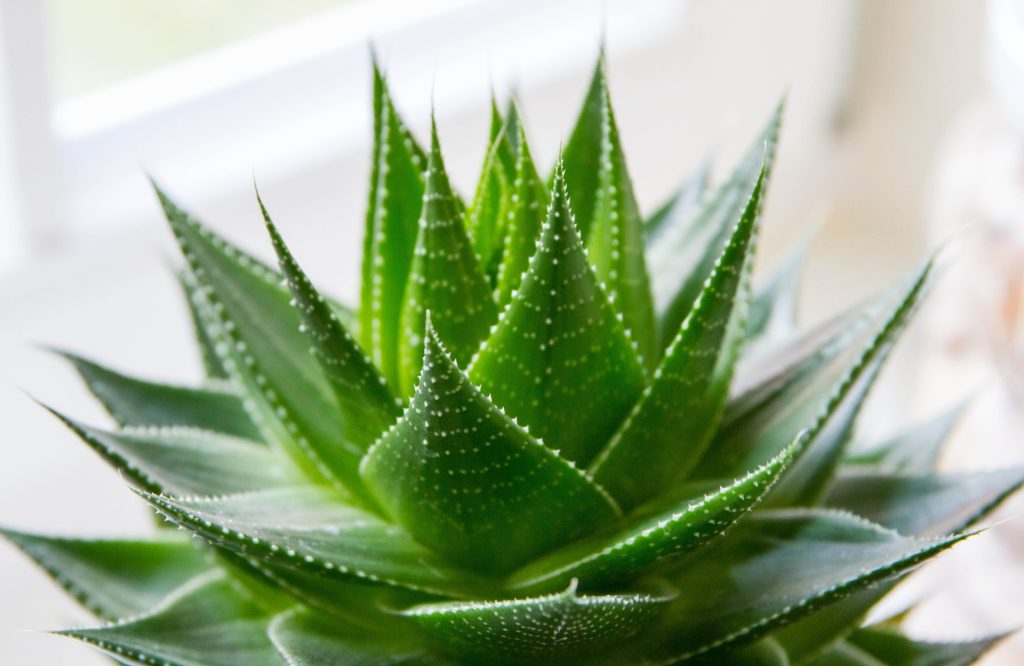 ALOE MIX IN VASO 10CM VARIETA' ASSORTITE