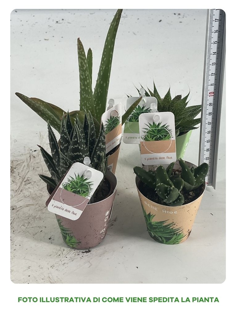 ALOE MIX IN VASO 5CM VARIETA' ASSORTITE