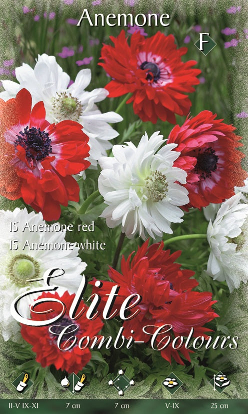 ANEMONE CORONARIA ST. BRIGID WHITE RED (CONFEZIONE 30 BULBI)