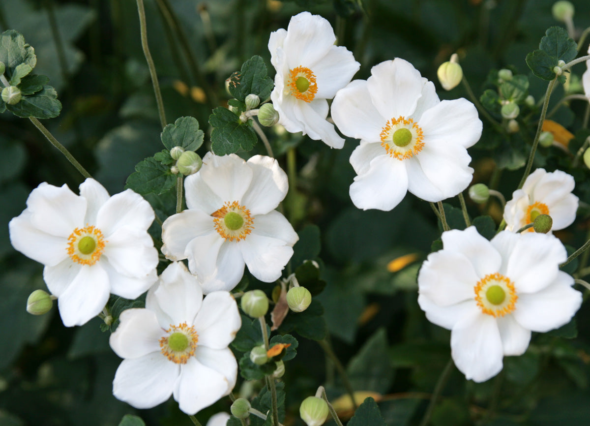ANEMONE HYBRIDA HONORINE JOBERT IN VASO DA 17