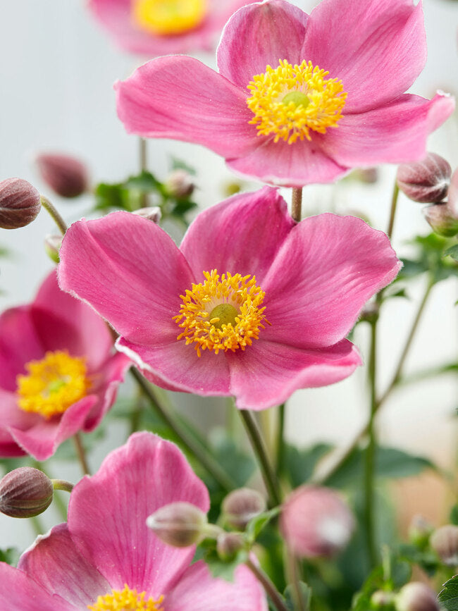 ANEMONE FANTASY JASMINE ROSA VASO DA 19CM