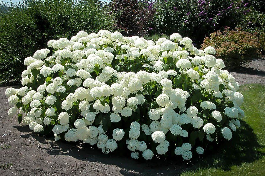 ORTENSIA HYDRANGEA ARBORESCENS ANNABELLE VASO 18CM