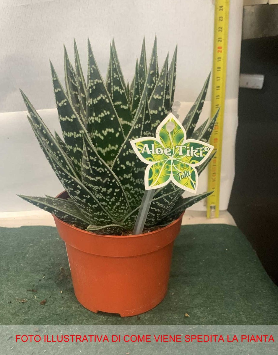 ALOE TIKI THAI IN VASO 12CM