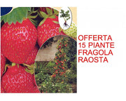 OFFERTA 15 PIANTE FRAGOLA RAOSTA