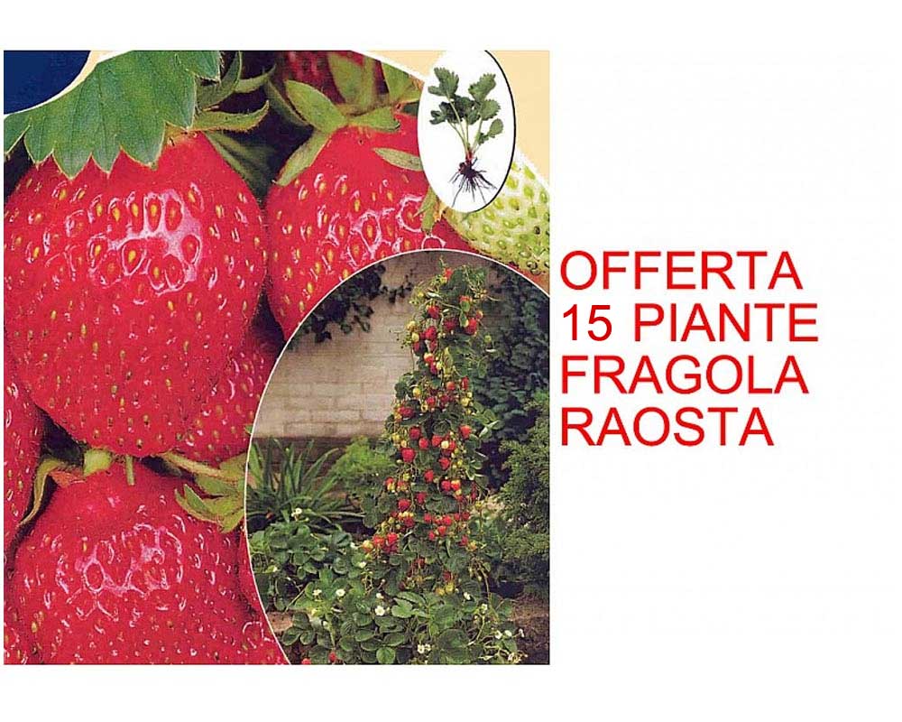 OFFERTA 15 PIANTE FRAGOLA RAOSTA