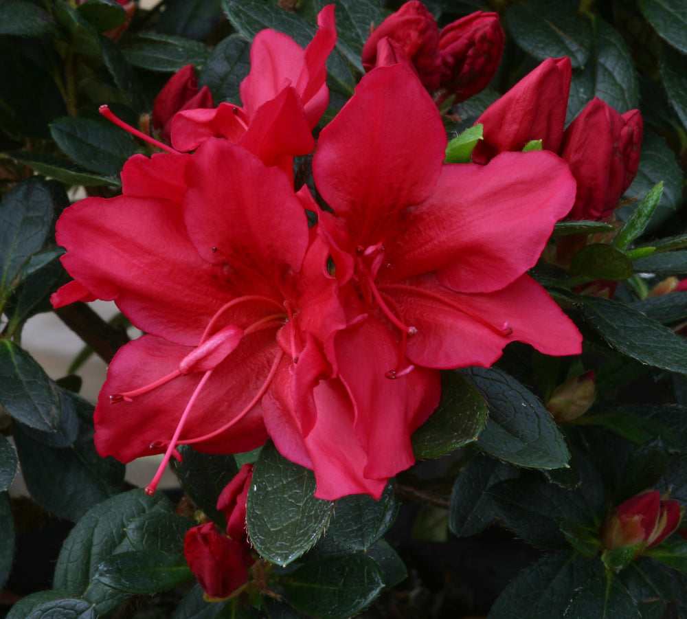 AZALEA JAPONICA RUSTICA ARABESK VASO 15CM