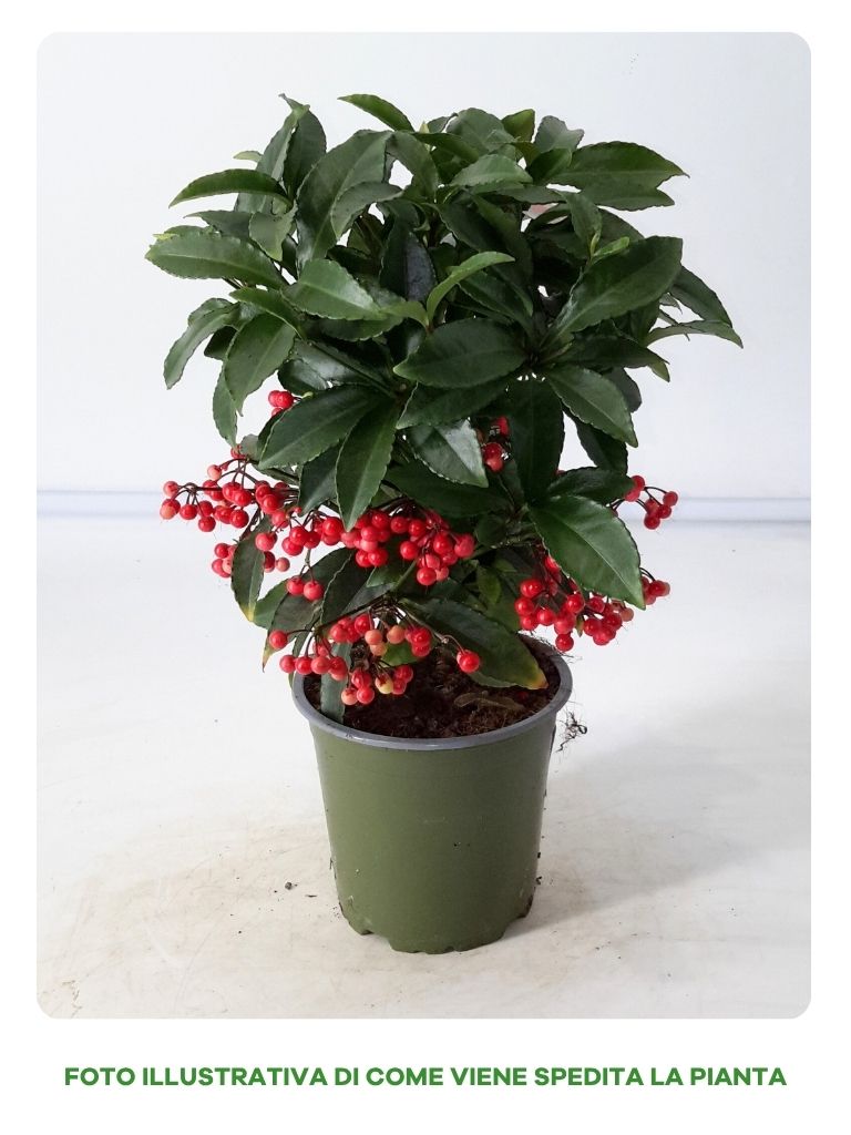 ARDISIA CRENATA IN VASO DA 11CM