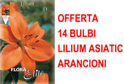 OFFERTA 14 BULBI LILIUM ASIATIC ARANCIONE