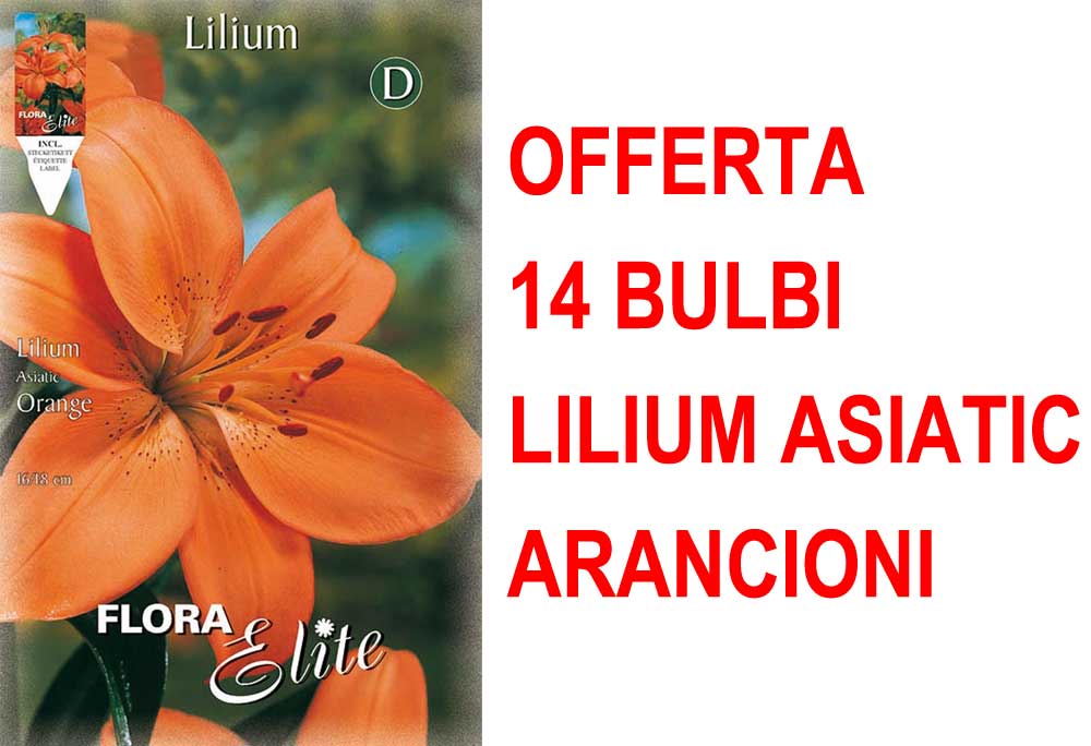 OFFERTA 14 BULBI LILIUM ASIATIC ARANCIONE