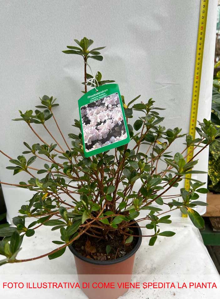 AZALEA JAPONICA  DOROTHY BIANCA VASO 15CM