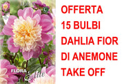 OFFERTA 15 BULBI DAHLIA FIOR DI ANEMONE TAKE OFF