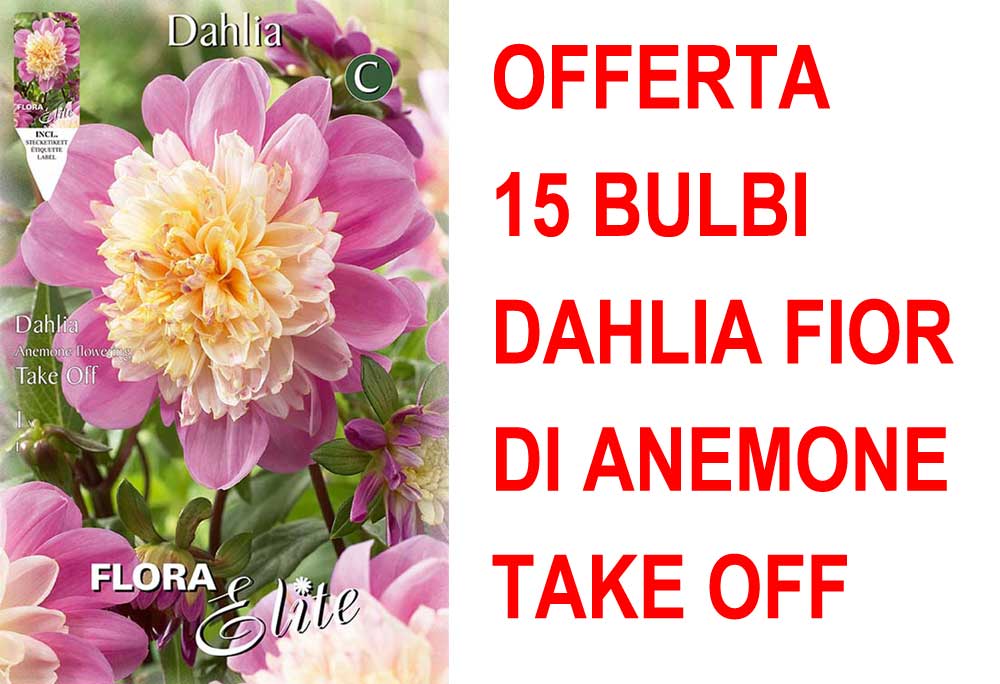 OFFERTA 15 BULBI DAHLIA FIOR DI ANEMONE TAKE OFF