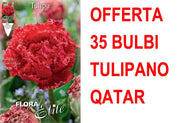 OFFERTA 35 BULBI TULIPANO MULTIFIORI FRINGED DOUBLE QATAR