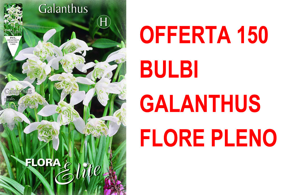 OFFERTA 150 BULBI GALANTHUS NIVALIS FLORE PLENO