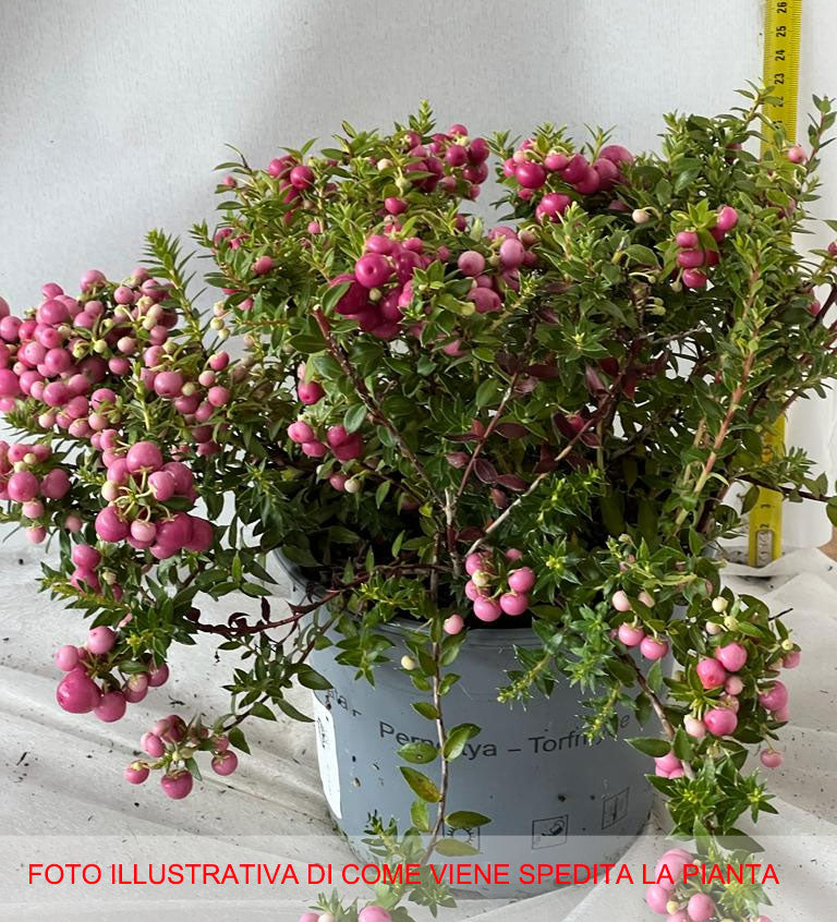 GAULTHERIA PERNETTYA ROSA CHIARO VASO 17CM