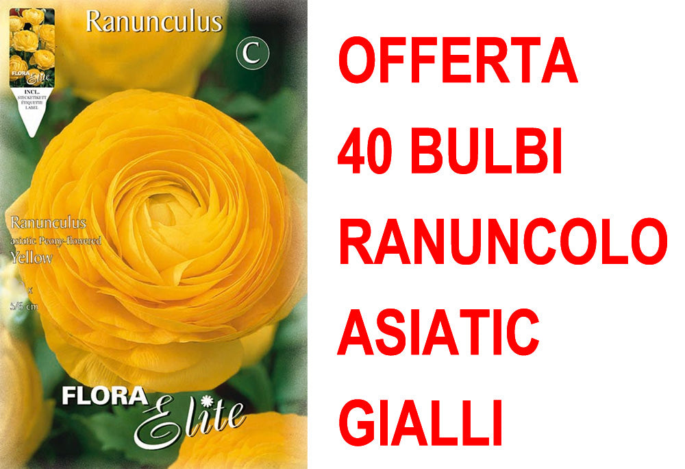 Fiori Persiani Rosa Del Ranuncolo Ranunculus Riccio Della Peonia In Fiori Persiani Rosa Del Ranuncolo Ranunculus Riccio Della Peonia In