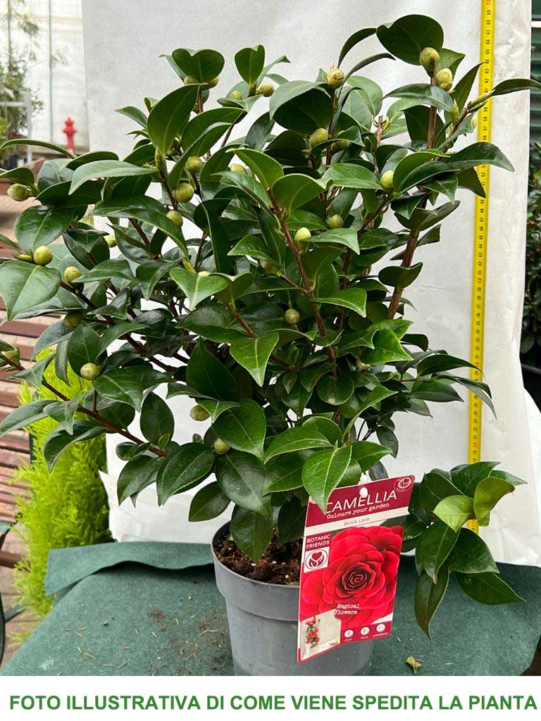 CAMELIA JAPONICA BLACK LACE VASO 19CM