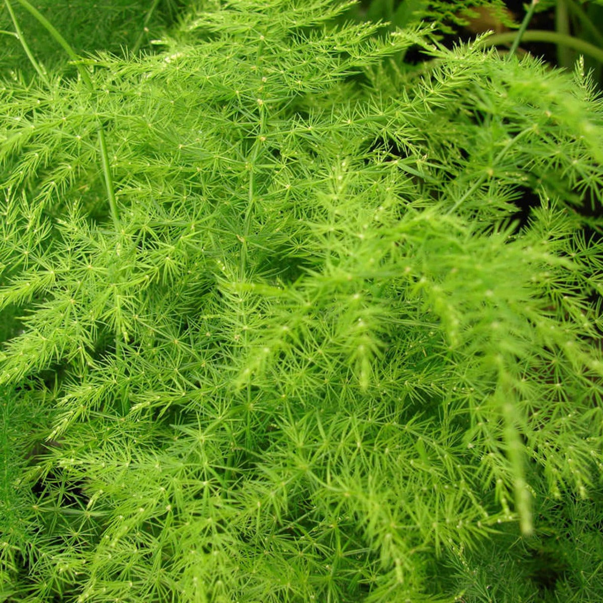 ASPARAGUS PLUMOSUS VASO 12CM