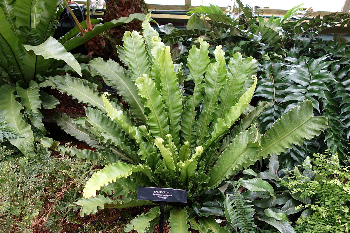 ASPLENIUM NIDUS VASO 12CM