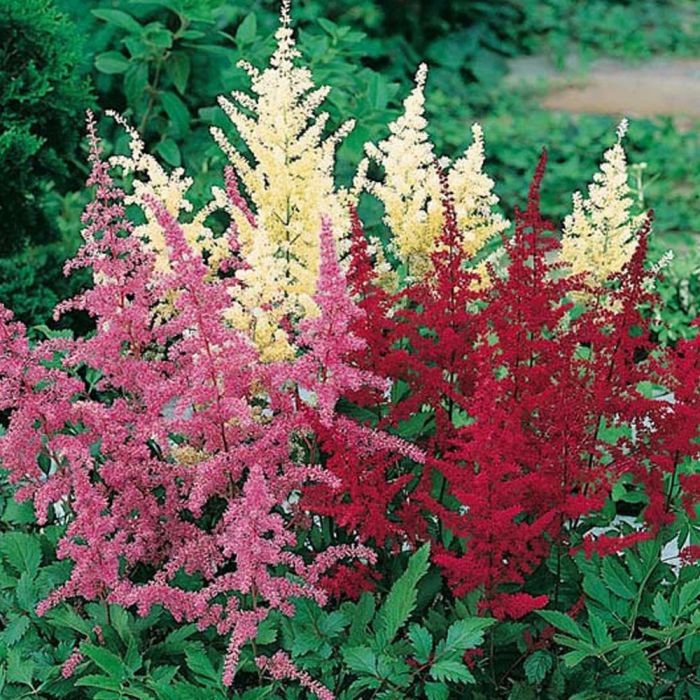 ASTILBE IN VASO COLORI ASSORTITI BIANCO ROSSO O ROSA