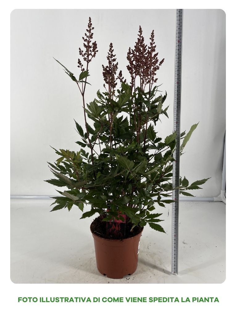 ASTILBE IN VASO COLORI ASSORTITI BIANCO ROSSO O ROSA