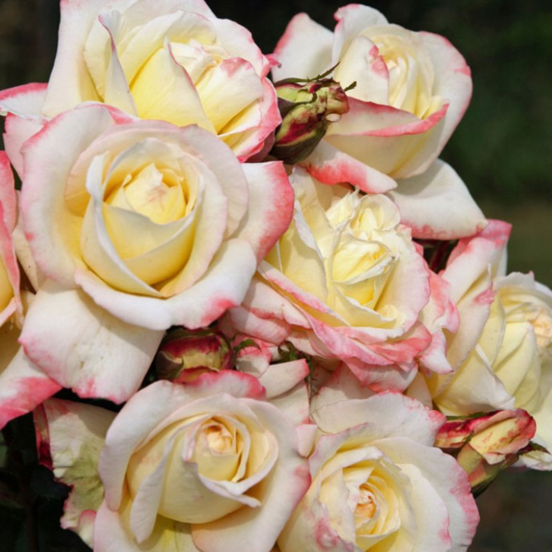 ROSA ATHENA IN VASO 14CM – Peragashop