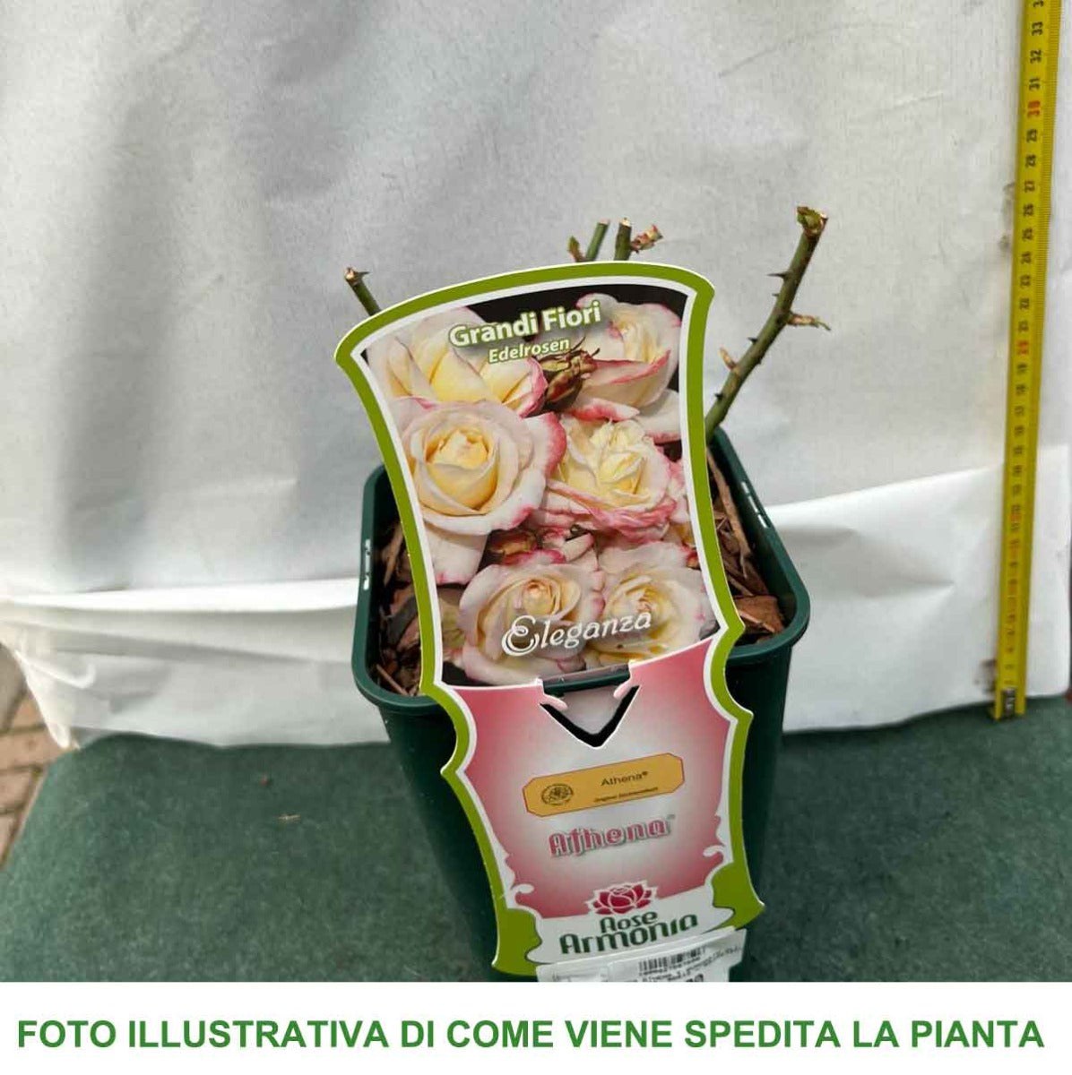 ROSA ATHENA IN VASO 14CM