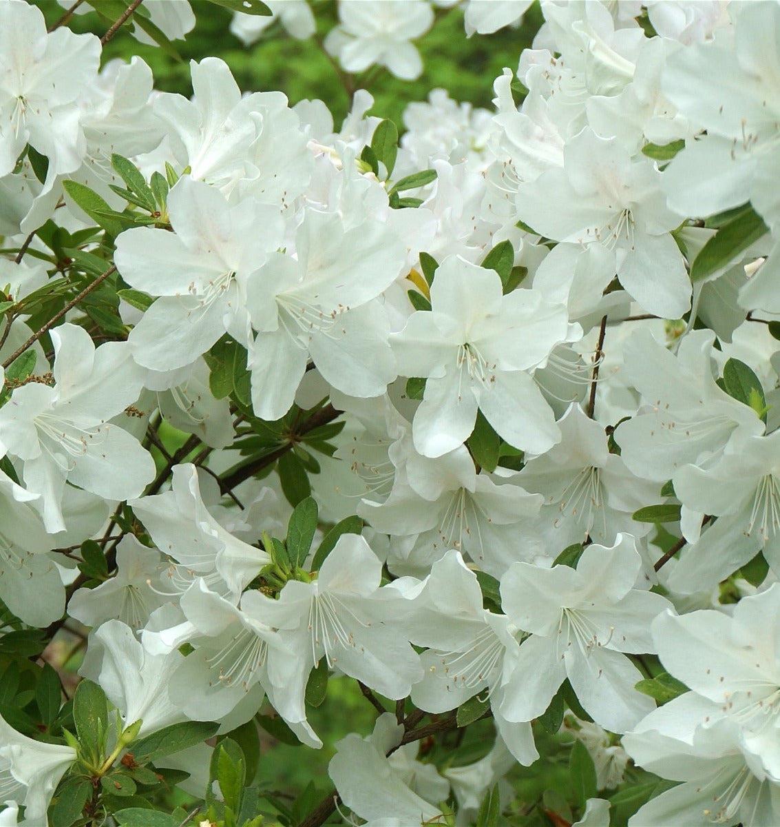 AZALEA JAPONICA  DOROTHY BIANCA VASO 15CM