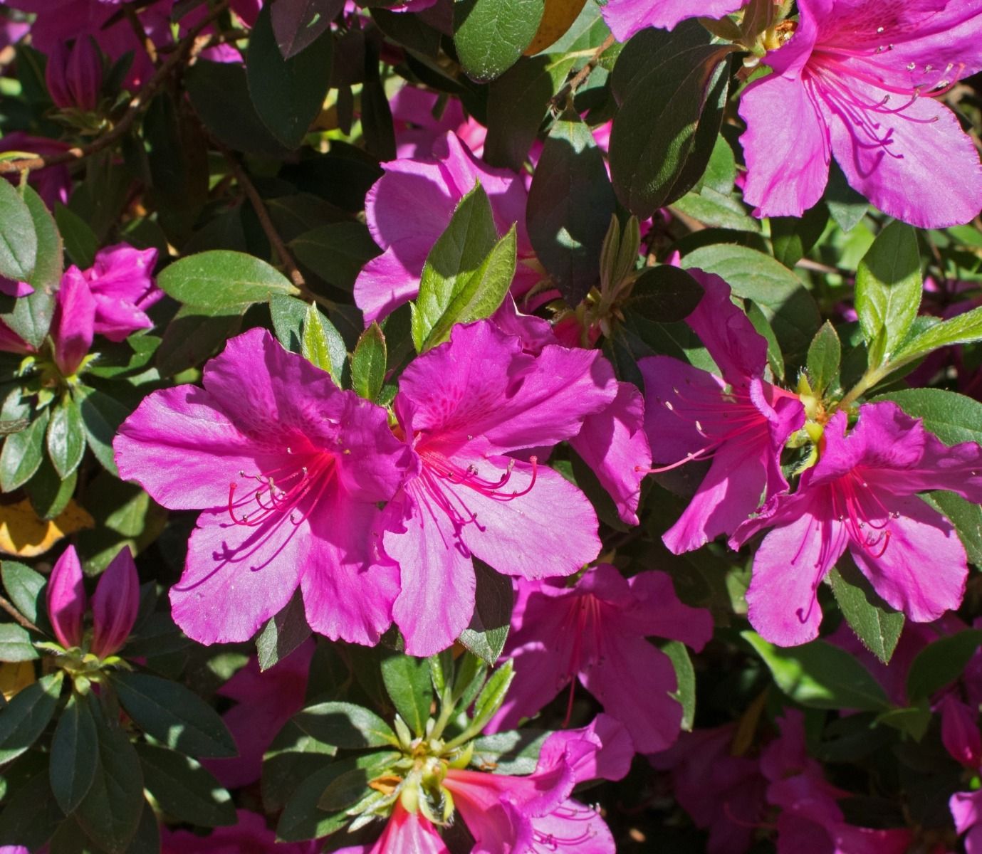 AZALEA JAPONICA PURPLE SPLENDOR VASO 23CM