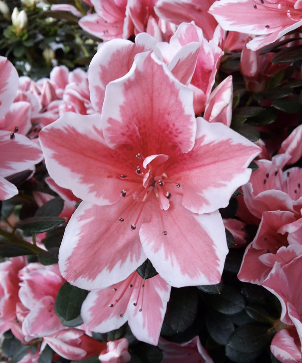 AZALEA JAPONICA RUSTICA NANNY VASO 24CM