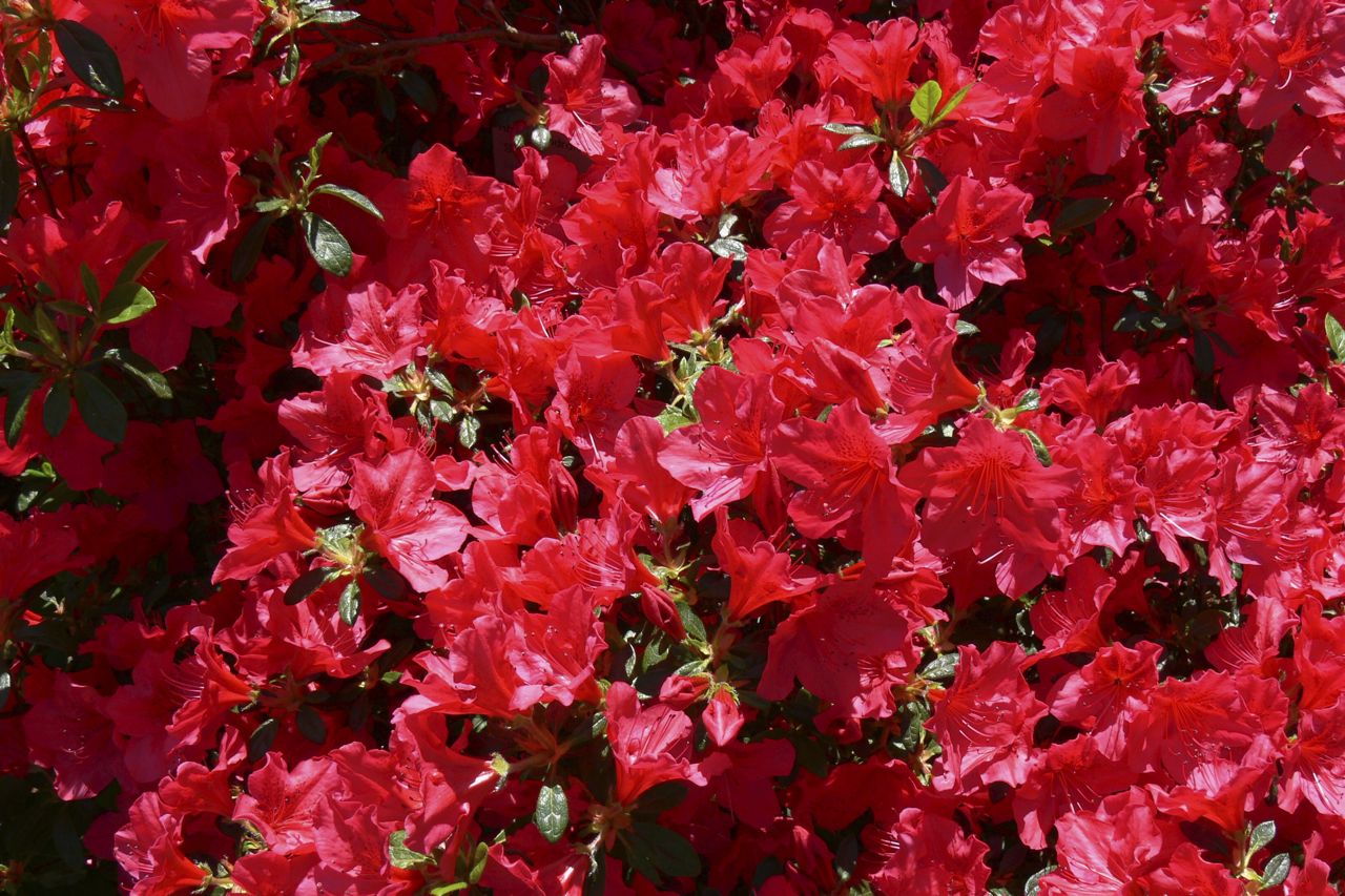 AZALEA JAPONICA RUSTICA ROSSA VASO 18CM