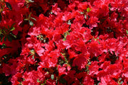 AZALEA JAPONICA RUSTICA ROSSA VASO 15CM