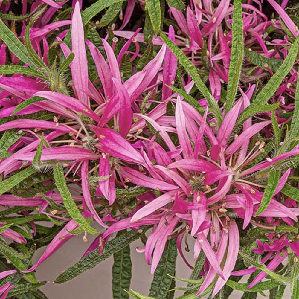 AZALEA STARSTYLE ROSA VASO 19CM