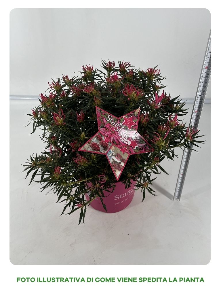 AZALEA STARSTYLE ROSA VASO 19CM