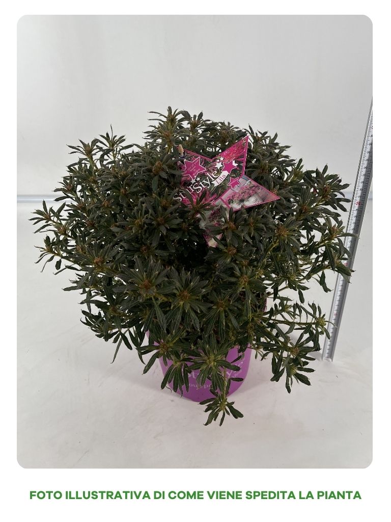 AZALEA STARSTYLE VIOLA VASO 19CM