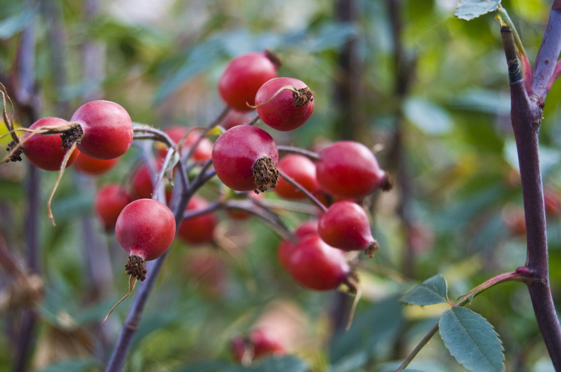 ROSA CANINA (1 PIANTA)