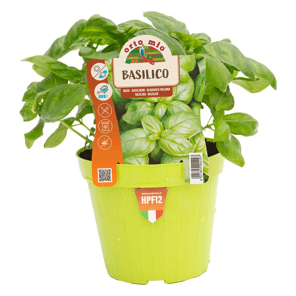 Basolico BASILICO ITALIANO CLASSICO VASO 14CM – Peragashop