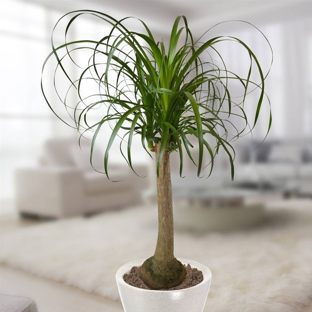 BEAUCARNEA O PIANTA MANGIAFUMO VASO 25CM