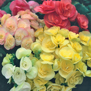 3 PIANTE DI BEGONIA ELATIOR COLORI ASSORTITI IN VASO 14CM