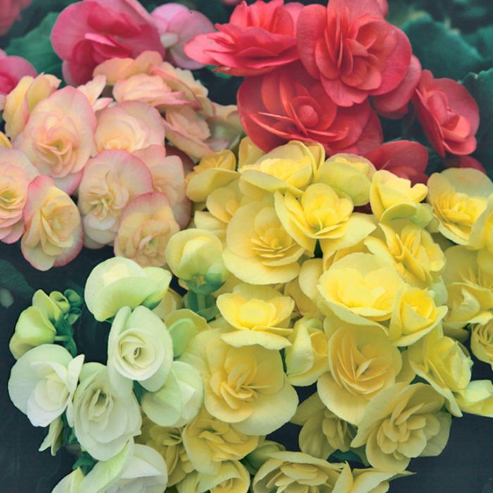 3 PIANTE DI BEGONIA ELATIOR COLORI ASSORTITI IN VASO 14CM