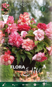 BEGONIA PENDULA PINK WAVE (CONFEZIONE DA 3 BULBI)