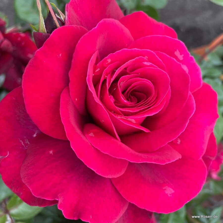 ROSA BELLEVUE IN VASO 14CM