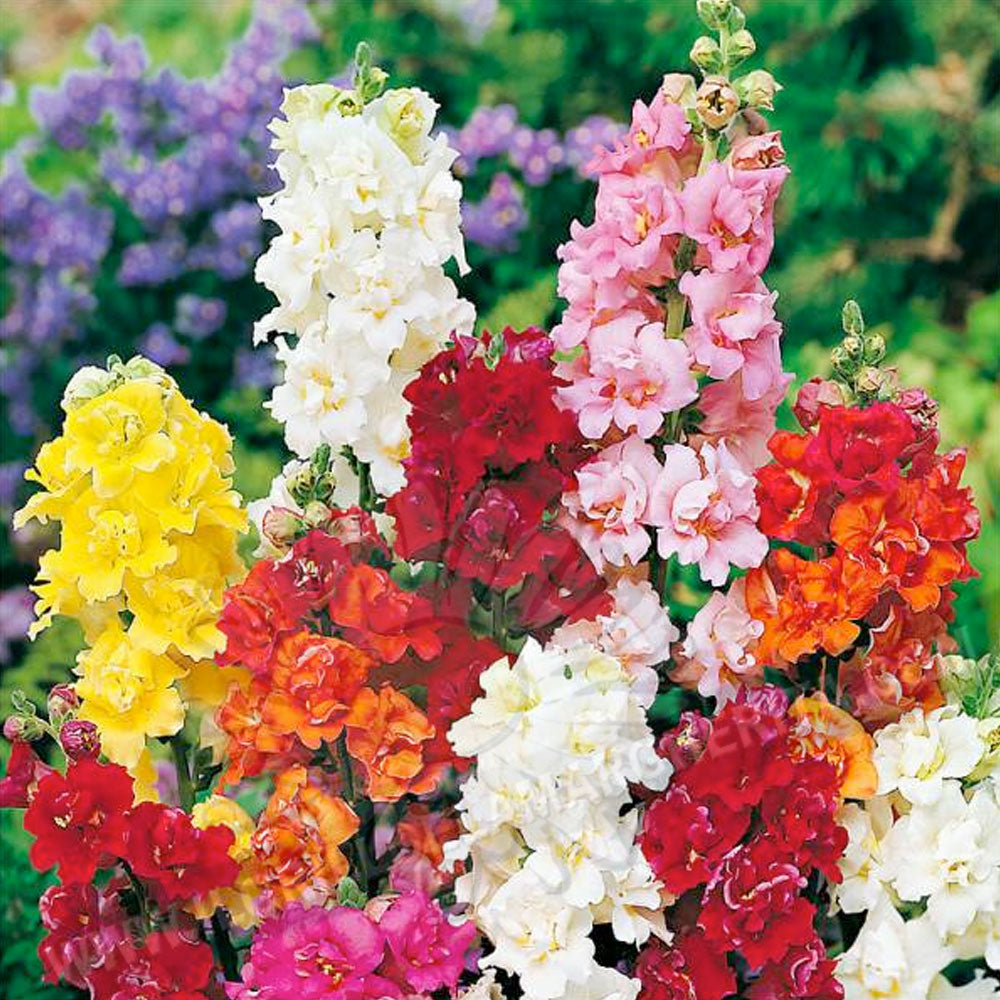 BOCCA DI LEONE IN VASO 14CM COLORE ASSORTITO