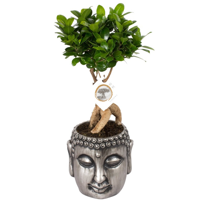 BONSAI FICUS GINSENG VASO BUDDHA 16CM